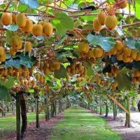 ۱۰۰ تن کیوی سردرختی