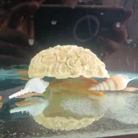 کت البینو مولد