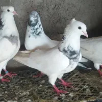 کبوتر طوقی