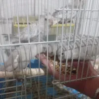 عروس هلندی معاوضه با قناری