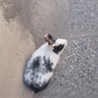 خرگوش چشم دورنگ آبی وقهوه ایی|موش و خرگوش|زاهدان, |دیوار