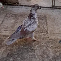 کبوتر پرشی|پرنده|ری, سیزده آبان|دیوار
