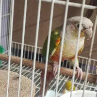 دو جفت گرینچیک