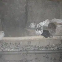 مرغ|حیوانات مزرعه|خوانسار, |دیوار