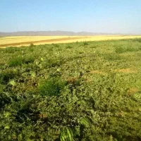 زمین-کشاورزی