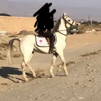 سیلمی نریان عرب