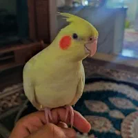 عروس هلندی
