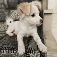 سگ اشپیتز|سگ|قم, شهرک فاطمیه|دیوار