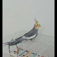 عروس هلندی جفت مولد و سخنگو