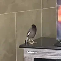 مرغ مینا|پرنده|سبزوار, کهنه آب|دیوار