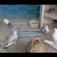 کفتر پرشی