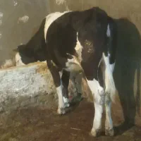 گوساله