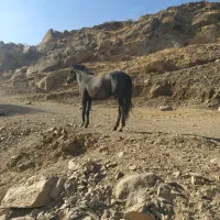 مادیان با کره|اسب و تجهیزات اسب‌سواری|دیواندره, |دیوار