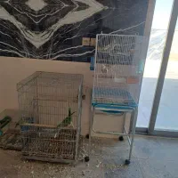 فروش پرنده  شاه طوطی عروس هلندی با تموم تجهیزات|پرنده|خمینی‌شهر, |دیوار
