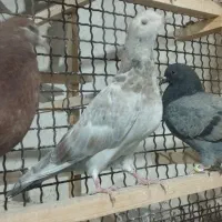 پرنده
