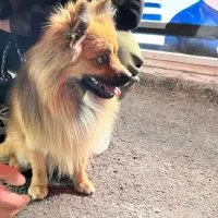سگ پامر
