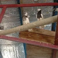 طوقی|پرنده|نیشابور, فضل|دیوار