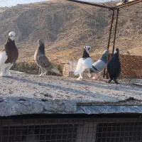 کبوتر بهبانی|پرنده|شیراز, جوادیه|دیوار