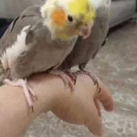عروس هلندی مولد