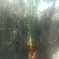 سلام پاجوش شادگان|گل و گیاه طبیعی|شادگان, |دیوار