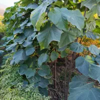 پالانیا ازگیل انار|خدمات باغبانی و درختکاری|دلند, |دیوار