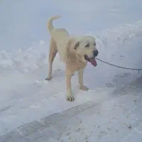 واگذاری سگ عراقی|سگ|ترکمانچای, |دیوار