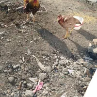 کشتار. مرغ خروس برای چشم نظر|حیوانات مزرعه|تهران, صادقیه|دیوار