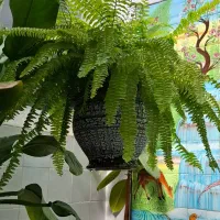 گل بزرگ جهت  هدیه و زیبایی دفتر کار و منزل|گل و گیاه طبیعی|فیروزآباد (فارس), |دیوار