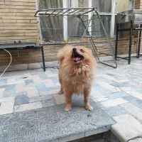 سگ ماده پامر ۲ ساله عروس|سگ|کرج, چمران|دیوار