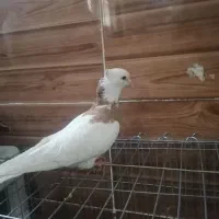 شیش عدد کبوتر