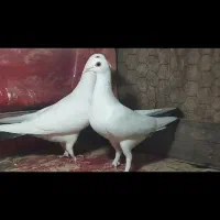 سلام جفت دمدار