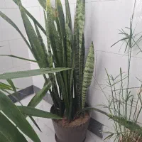 گل اپارتمانی