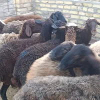 15راس گوسفند آبستن جوان شالی