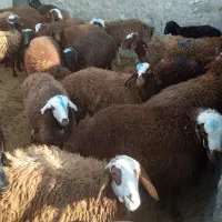 فروش بره|حیوانات مزرعه|کوهدشت, |دیوار