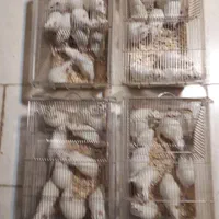 تامین موش های آزمایشگاهی رت و مایس|موش و خرگوش|تبریز, |دیوار