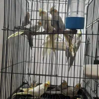 عروس هلندی|پرنده|دزفول, |دیوار