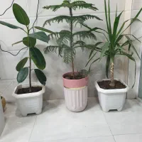 گل کاج مطبق گوش فیلی و یوکا