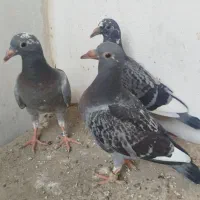 کبوتر مسافتی