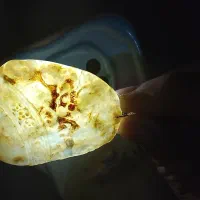 گردنبند|کلکسیون اشیاء عتیقه|مشکین‌دشت, |دیوار