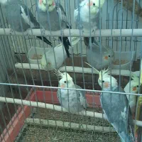 عروس هلندی|پرنده|نوشین شهر, |دیوار