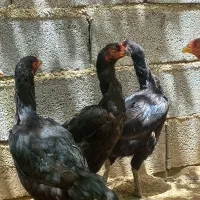 مرغ لاری