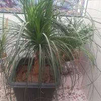 گل لیندا بزرگ سه شاخه