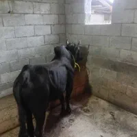 ورزایاکل برای قربانی
