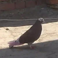 کبوتر|پرنده|نقده, |دیوار