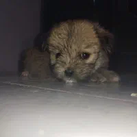 سگ پامرانین خرسی رنگ قهوه ای به علت جابجایی