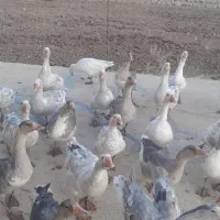 غازدورگه زیرقیمت|حیوانات مزرعه|بیرانوند, |دیوار