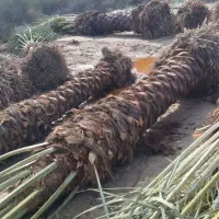 خر.  یدا.رم نخل های یک متر به بالا در تعداد بالا