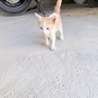 بچه گربه