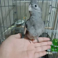 عروس هلندی دست