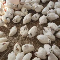 بلدرچین وایت امریکا قیمت ۱۵۰ پاک کرده زنده ۱۳۵